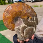 1.88LB Rare! Natural Tentacle Ammonite FossilSpecimen Shell Healing Madagascar