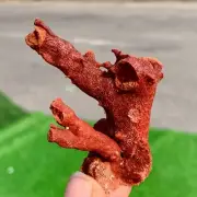 19g Natural orange red Coral Reef Cluster Marine Mineral Crystal Specimen