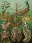 NATURE ART BIOLOGY MILLIPEDE ERNST HAECKEL GERMANY VINTAGE POSTER 866PY