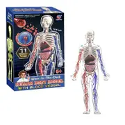 Mannequin Toy DIY Human Organ Puzzle Educational Science Kit for Primary & Secondary Students