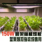 植物燈版廠家 裸版 層架燈版 量子版植物層架燈版 鍍鉻架 150瓦 3號加強型全光譜