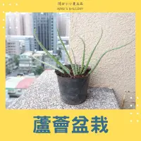 在飛比找蝦皮購物優惠-多肉植物 — 蘆薈 盆栽 三寸盆