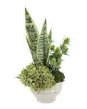 Creative Displays Snake Plant in Ceramic Pot with Hydrangea & Thistle
