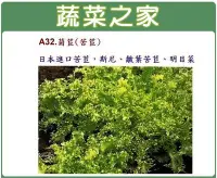 在飛比找Yahoo!奇摩拍賣優惠-【蔬菜之家】A32.菊苣(苦苣)種子1000顆(日本進口苦苣