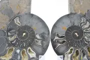 Large Black Ammonite Pair Deep Crystals 110myo FOSSIL XXLarge 150mm 5.8" e3446bb