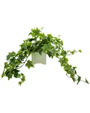 Creative Displays Green Ivy Arrangement In Square Ceramic Pot