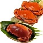 【華得水產】 英國野生爆卵麵包蟹1隻(600-700G/隻) +爆蛋紅蟳230克X2隻（3件組）