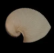 Sea shells Argonauta argo 153.3mm. Aquarium Decoration Products