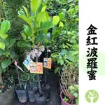 ［農夫世家］新品種 改良少膠 金紅波羅蜜 嫁接/靠接苗 紅肉品種 香氣濃 肉質脆 甜度高 果樹 苗 專業處理