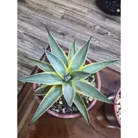 在飛比找蝦皮購物優惠-Agave desmettiana ‘Blue Moon’ 