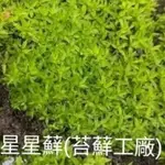 苔蘚工廠  星星蘚  *苔蘚生態造景 * 半水景生態缸 *微景觀 8乘8盒子裝