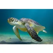 Save 10.00%! Full Day Swim with Sea Turtles and Tulum Ruins and Cenote Lunch