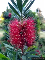 Buy Callistemon Bottlebrush Plants/Trees in Australia