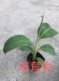 在飛比找Yahoo!奇摩拍賣優惠-培育者～香蕉苗。芭蕉苗 矮芭蕉。黃金芭蕉