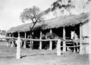 Carwarp Victoria 1935 - Horses in the thatched stables at 'Myall' - Old Photo