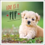Love is a Pup: A Dog-Tastic Celebration of the World's Cutest Puppies by Ellis,