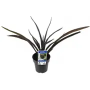 180mm Phormium Black Rage - Phormium tenax
