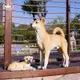 仿真狗擺件樹脂小動物雕塑土狗模型家居客廳中華田園犬落地擺設