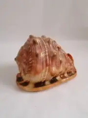 Natural Big Sea Shells Snail Wanbao Conch Helmet shell