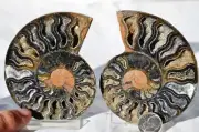 9710 RARE 1in100 BLACK Ammonite PAIR Deep Crystals 110myo FOSSIL LRG 90mm 3.5"