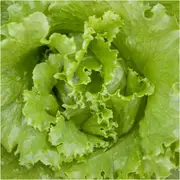 Lettuce - Black Seeded Simpson seeds