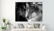 Blue eyes wolf , ART Home decor High quality Canvas print choose size