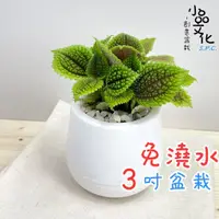 在飛比找蝦皮商城優惠-【小品文化】蝦蟆草【現貨】3吋雪胖免澆水盆栽 室內植物 辦公