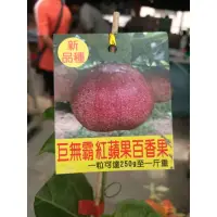 在飛比找蝦皮購物優惠-方方園藝-巨無霸紅蘋果百香果，3吋盆高度30以上特價300元