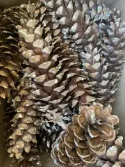 Pine Cones Northern Pa Large 6” 30 Total
