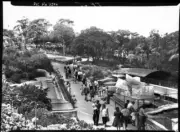 NSW Seal pool & penguin pool Taronga Park Zoo Sydney New South W - Old Photo