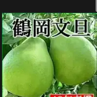 在飛比找蝦皮購物優惠-鶴岡40年老欉文旦柚子，保證好吃自產自銷。