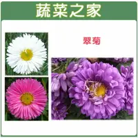 在飛比找樂天市場購物網優惠-【蔬菜之家】H21.翠菊(蜜蕾，混合色，高25cm)種子 (