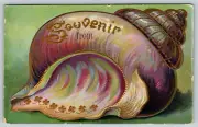c1910s Souvenir From Conch Shell Embossed Art Antique Postcard