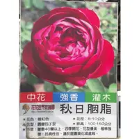 在飛比找蝦皮購物優惠-花花世界_玫瑰苗--*秋日胭脂*，Red Fountain-