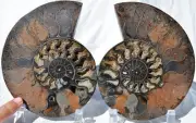 Large Black Ammonite PAIR Deep Crystals 110myo FOSSIL XXL 171mm 6.7" 9540cc
