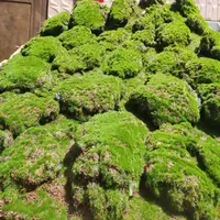 在飛比找蝦皮購物優惠-摩登時尚一派 仿真青苔藓草皮草坪植物景观绿色植物场景橱窗展示