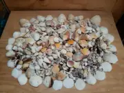 1 pound of assorted sea shells