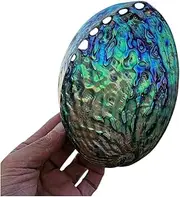 Natural sea Shell, Large Conch Shell, Large Natural Abalone Sea Shells, Abalone Sea Shell One Side Polished Beach Craft for Decor Beach Theme Party(16cm)