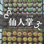 〔新手入門〕CARMO迷你1吋仙人掌成株(隨機出貨) 多肉植物 夏日【Z0003】