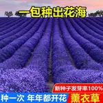 【100送30】薰衣草花種子盆栽四季開花種子好養活花卉植物陽台庭院驅蚊草種子