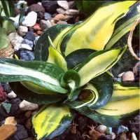 在飛比找蝦皮購物優惠-糸·嶼 / Sansevieria Trifasciata 