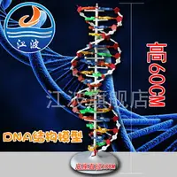 在飛比找樂天市場購物網優惠-DNA雙螺旋結構模型大號J33306雙螺旋60cm高中堿基對