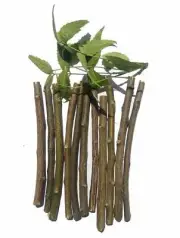 Natural Organic Nim Tree Twigs Chew Sticks for Brushing Teeth Removes Bad Breath