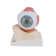 3B Scientific Human Eye Model, 5 times Full-Size, 7 part F11 NEW!