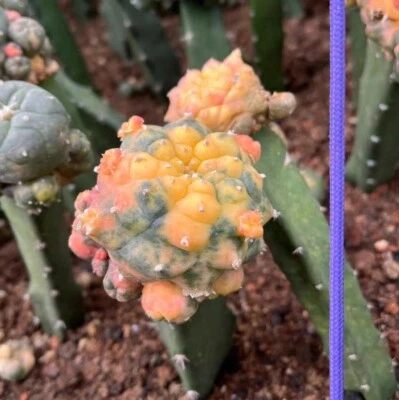 5cm＋ Rare liveSucculent plant C actus Variegated Random Multi Heads G rafted