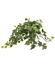 Creative Displays Trailing Green Ivy Arrangement