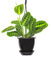Thorsen's Greenhouse Live Lemon Lime Prayer Plant