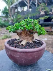 Actual plant Bonsai Premna microphylla bonsai tree bonsai contest