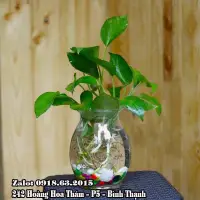 在飛比找蝦皮購物優惠-Bdl 裝飾玻璃花瓶,用於種植水生植物的玻璃花盆,迷你桌面水