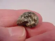 (F-422-d) 5/8" Ammonite fossil ammonites extinct marine molluscs shell specimen